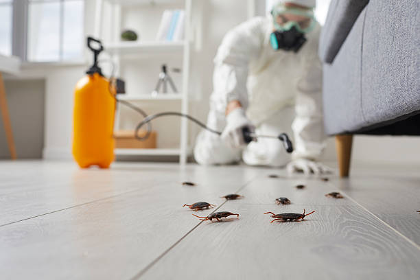 Post-Treatment Bed Bug Interceptor Monitoring in Valley Falls